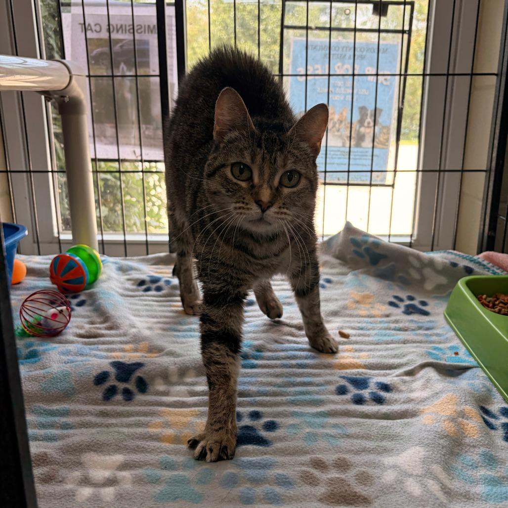 Enlarge Lucy Gray, a Adoptable Domestic Short Hair in Franklin, NC image 4/4