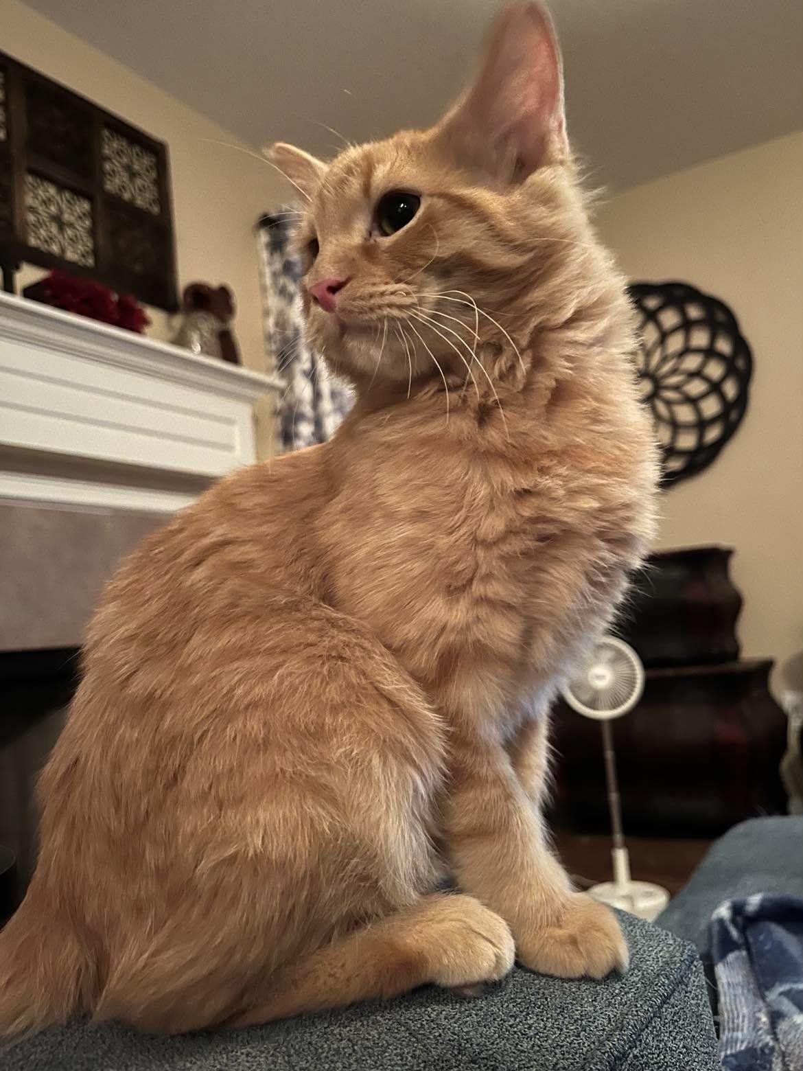 Enlarge Mango - Sweet Kitten, a Adoptable mixed breed in Seabrook, NH image 3/6