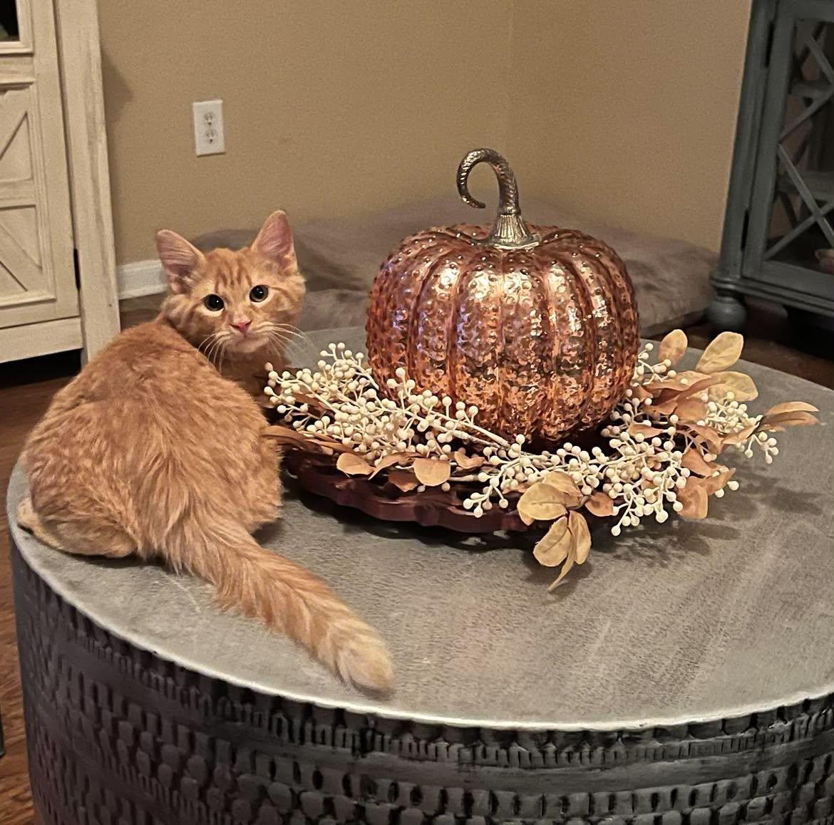 Enlarge Mango - Sweet Kitten, a Adoptable mixed breed in Seabrook, NH image 5/6