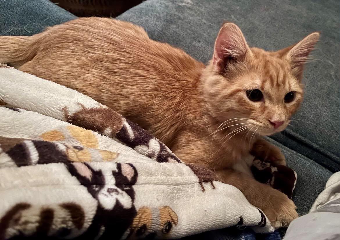 Enlarge Mango - Sweet Kitten, a Adoptable mixed breed in Seabrook, NH image 2/6