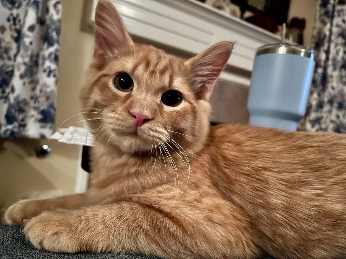 Enlarge Mango - Sweet Kitten, a Adoptable mixed breed in Seabrook, NH image 1/6