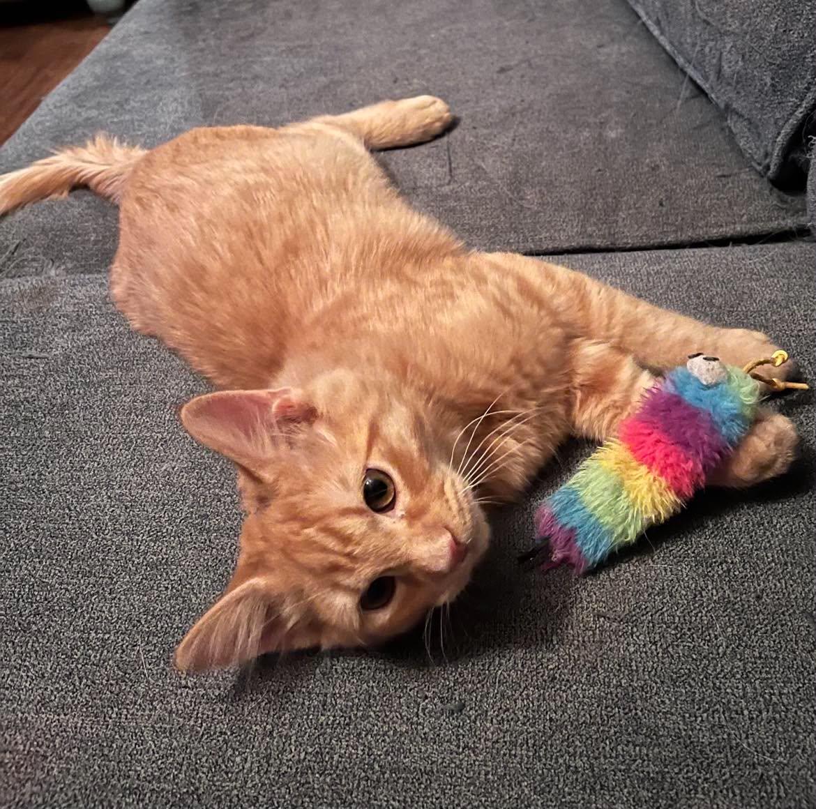 Enlarge Mango - Sweet Kitten, a Adoptable mixed breed in Seabrook, NH image 4/6