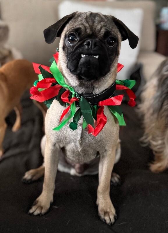 Roke, Adoptable, Adult Male Pug & Mixed Breed.