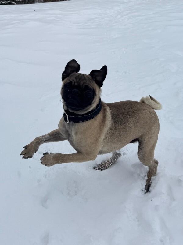 Enlarge Roke, a Adoptable mixed breed in Alma, WI image 2/6