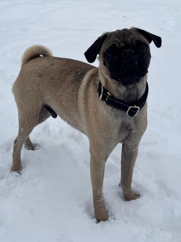 Enlarge Roke, a Adoptable mixed breed in Alma, WI image 3/6