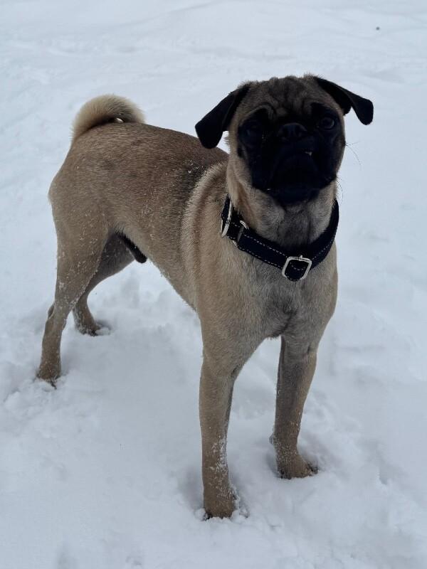 Enlarge Roke, a Adoptable mixed breed in Alma, WI image 4/6