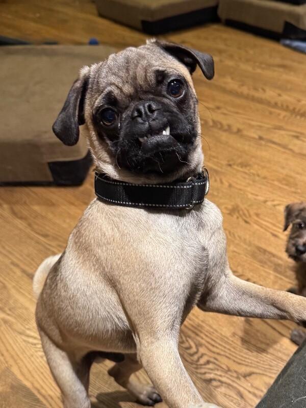 Enlarge Roke, a Adoptable mixed breed in Alma, WI image 5/6