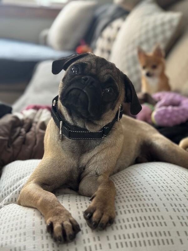 Enlarge Roke, a Adoptable mixed breed in Alma, WI image 6/6