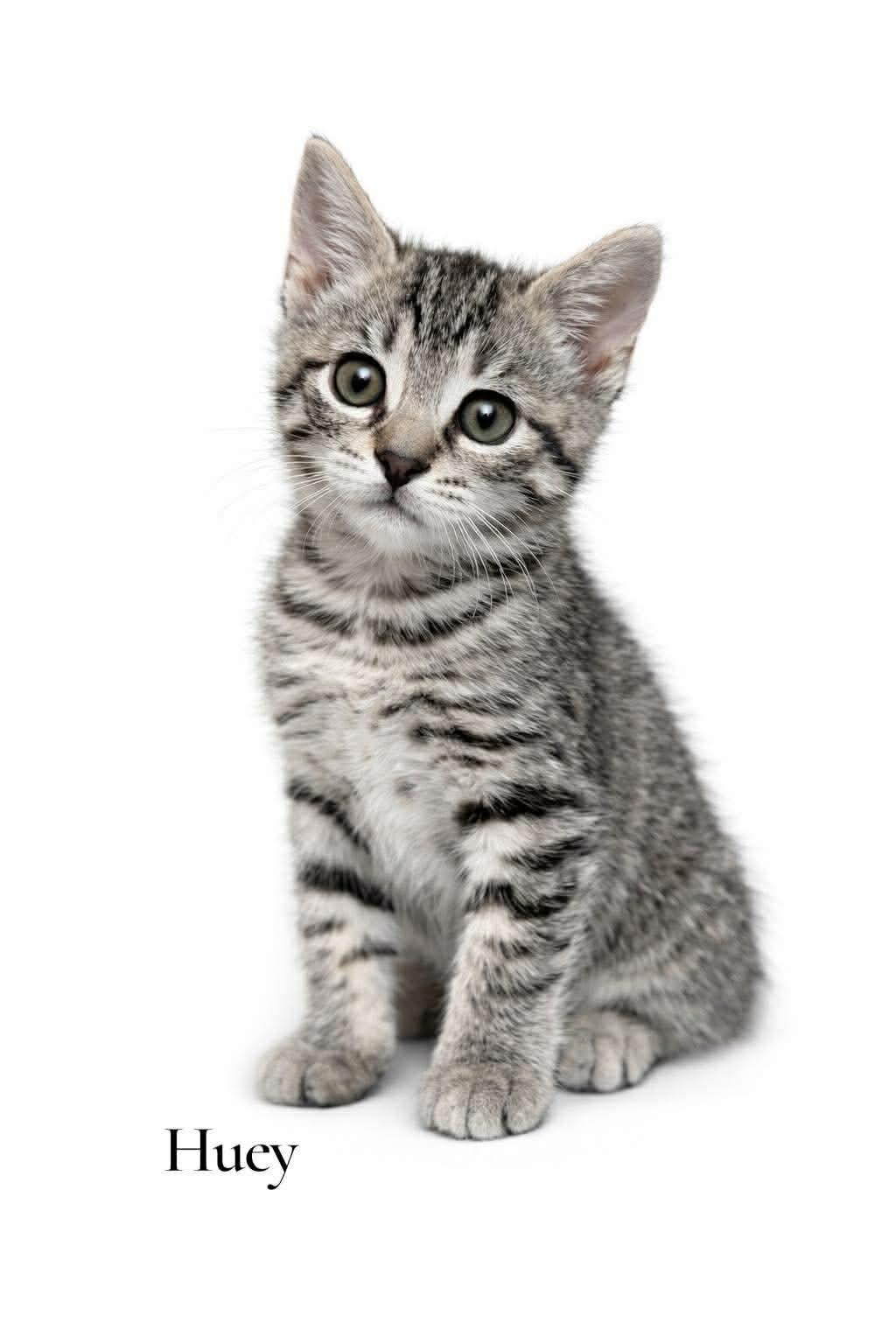 Huey, ADOPTABLE, Kitten Male Domestic Short Hair.