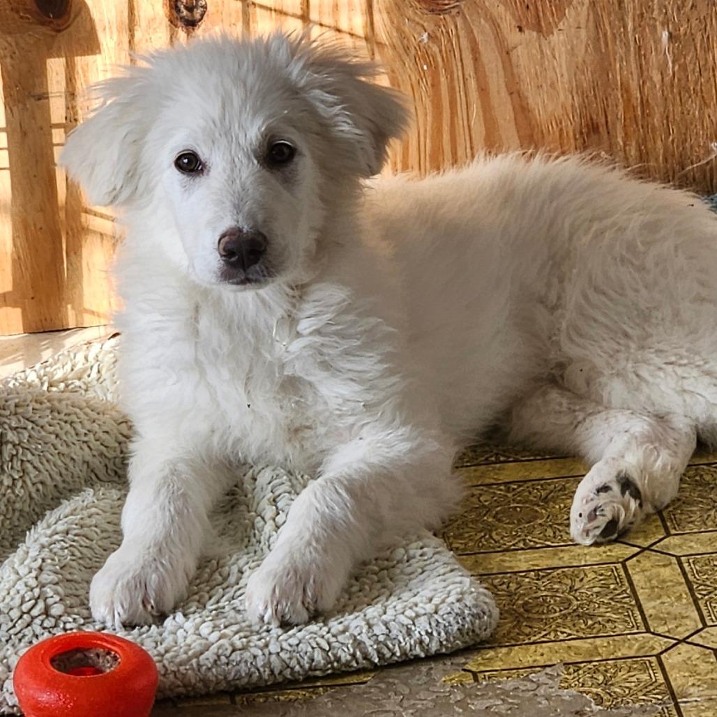 Crystal, Adoptable, Puppy Female Great Pyrenees.
