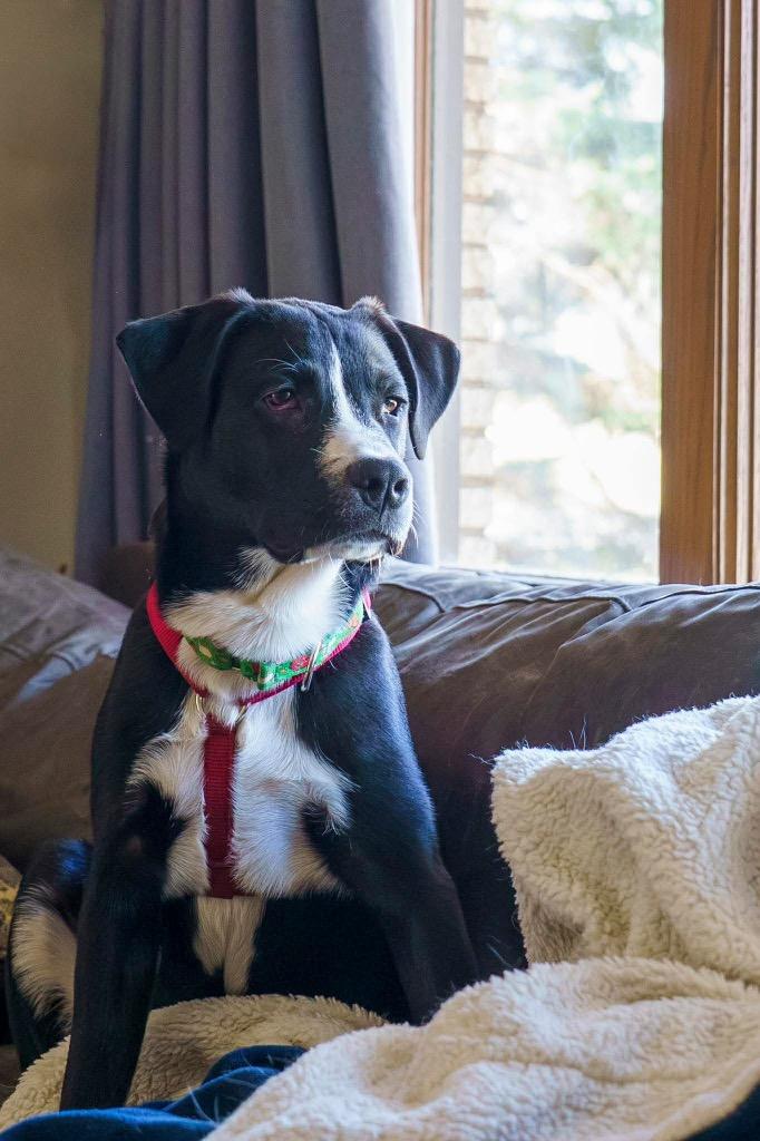 Enlarge Franklin, a Adoptable mixed breed in Savage, MN image 1/5