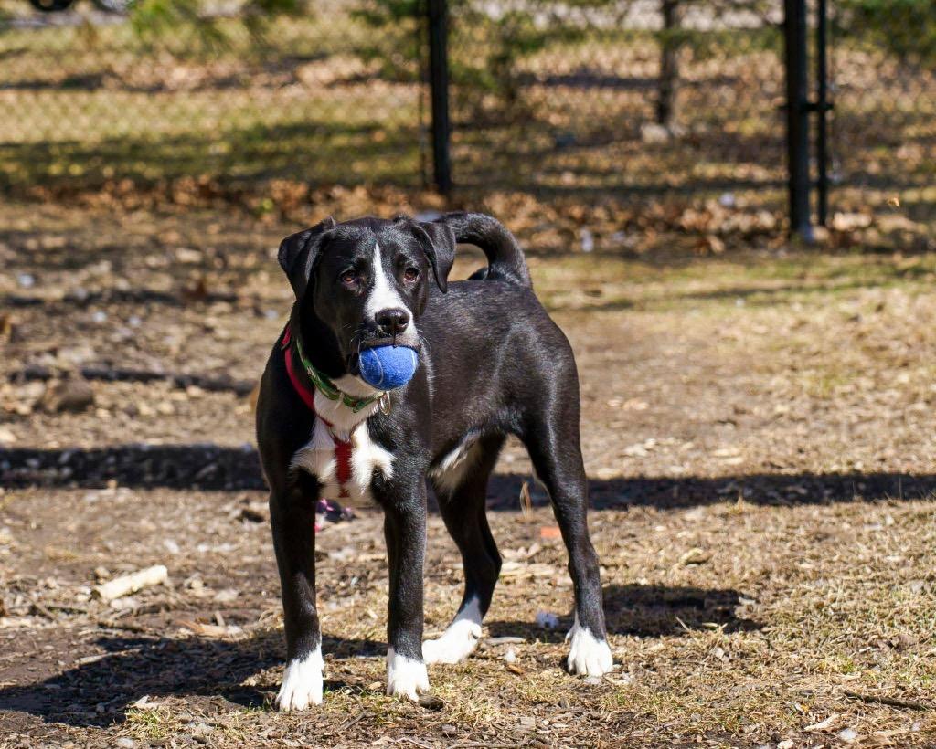 Enlarge Franklin, a Adoptable mixed breed in Savage, MN image 2/5