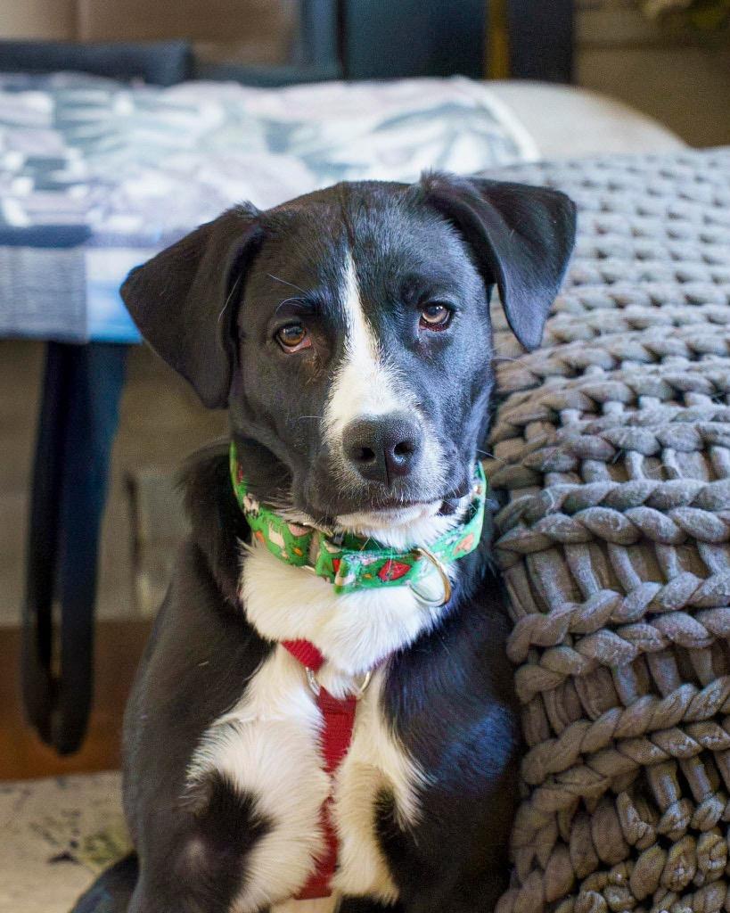 Enlarge Franklin, a Adoptable mixed breed in Savage, MN image 3/5