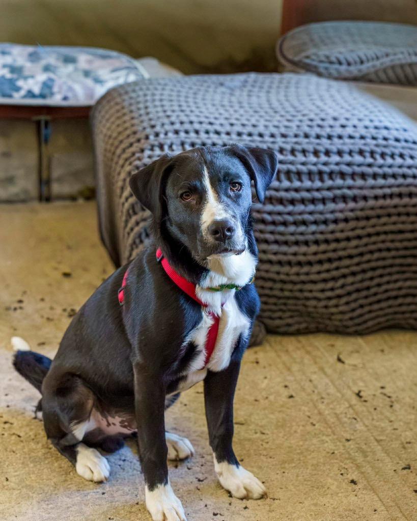 Enlarge Franklin, a Adoptable mixed breed in Savage, MN image 4/5