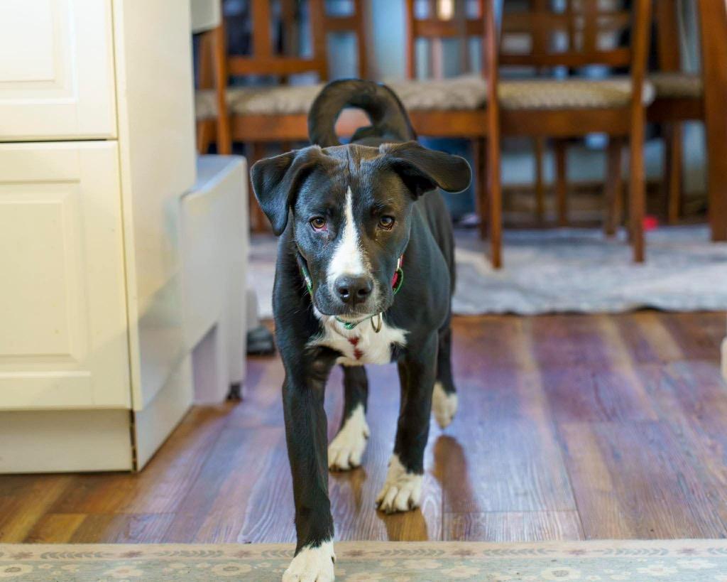 Enlarge Franklin, a Adoptable mixed breed in Savage, MN image 5/5