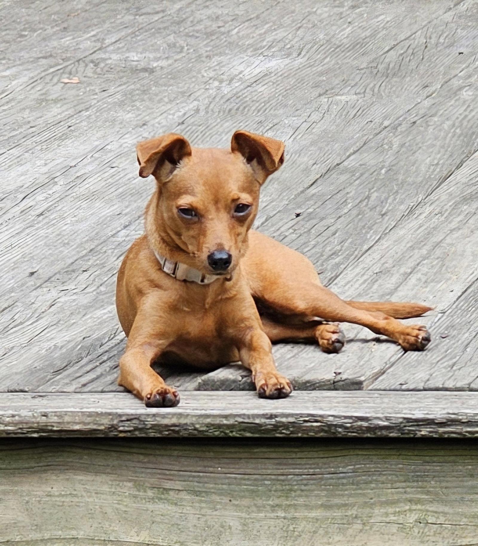 Enlarge PIPSQUEAK, a Adoptable mixed breed in Jackson, NJ image 1/3