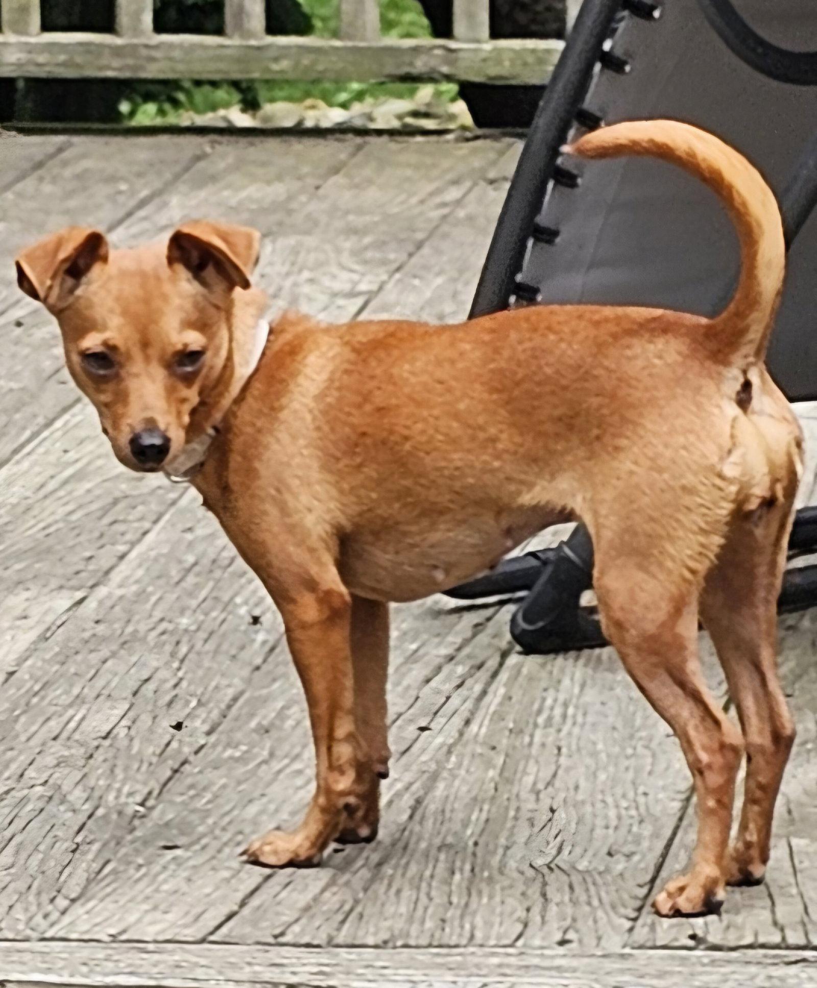 Enlarge PIPSQUEAK, a Adoptable mixed breed in Jackson, NJ image 2/3