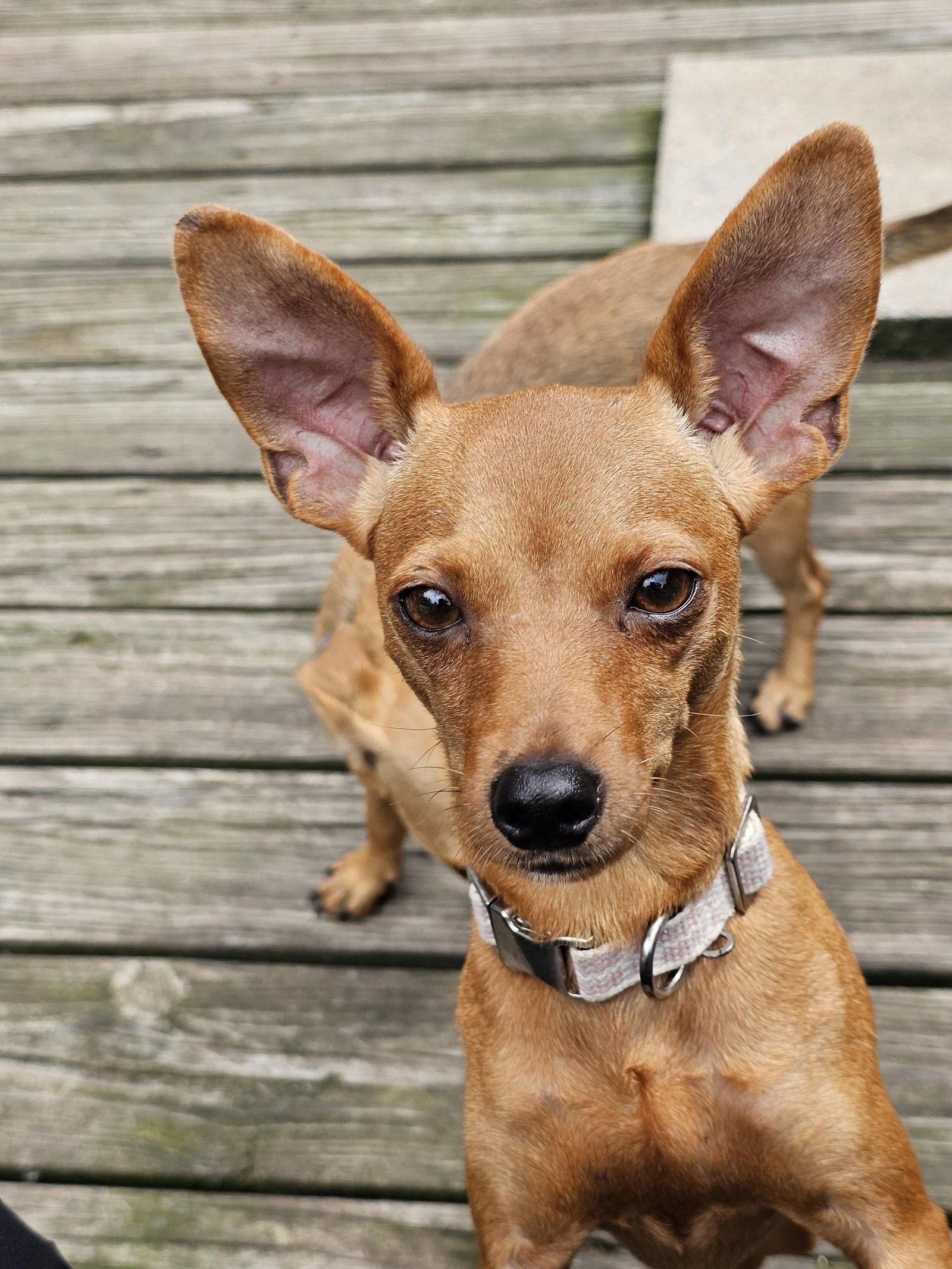 Enlarge PIPSQUEAK, a Adoptable mixed breed in Jackson, NJ image 3/3