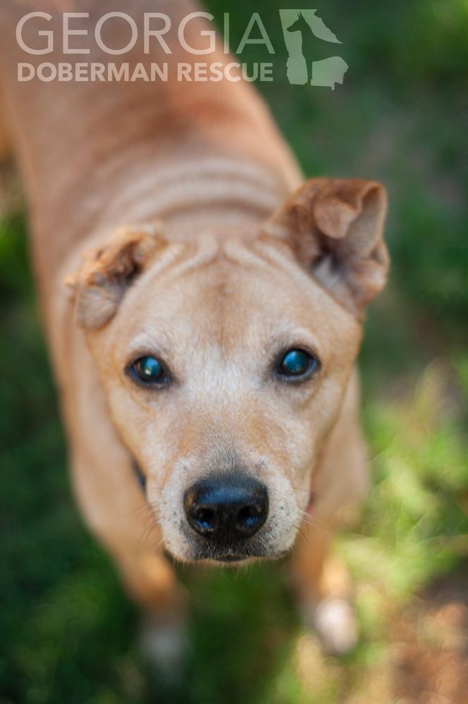 Annie, Adoptable, Senior Female Labrador Retriever & Chow Chow.