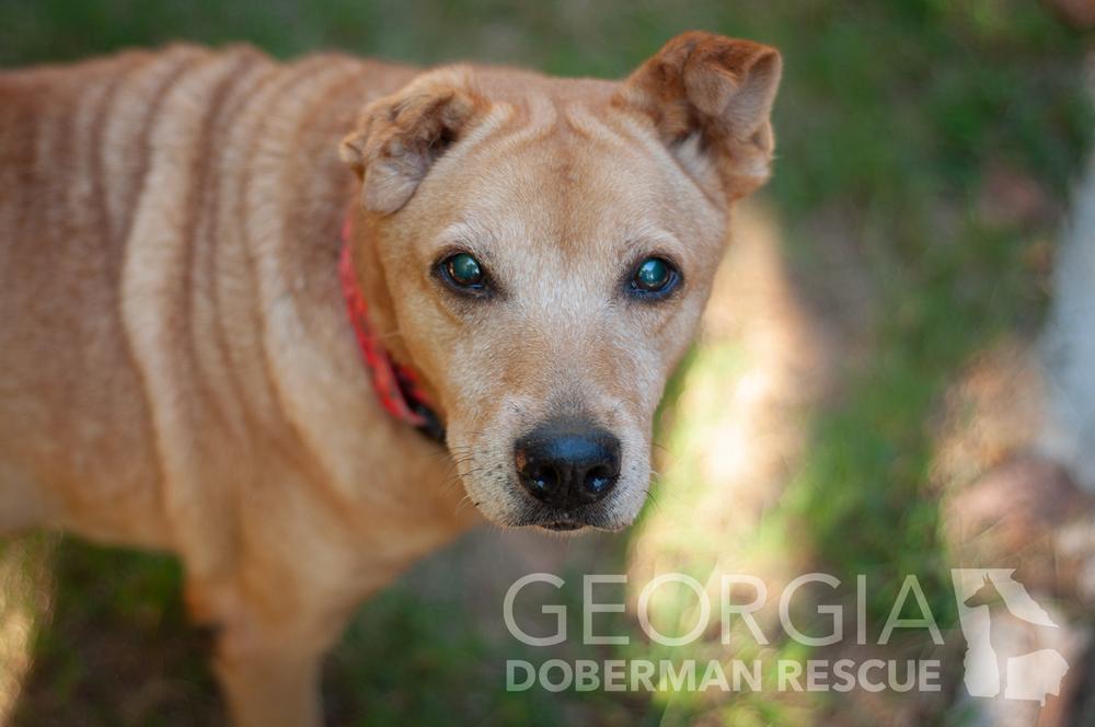 Enlarge Annie, a Adoptable mixed breed in Douglasville, GA image 1/1