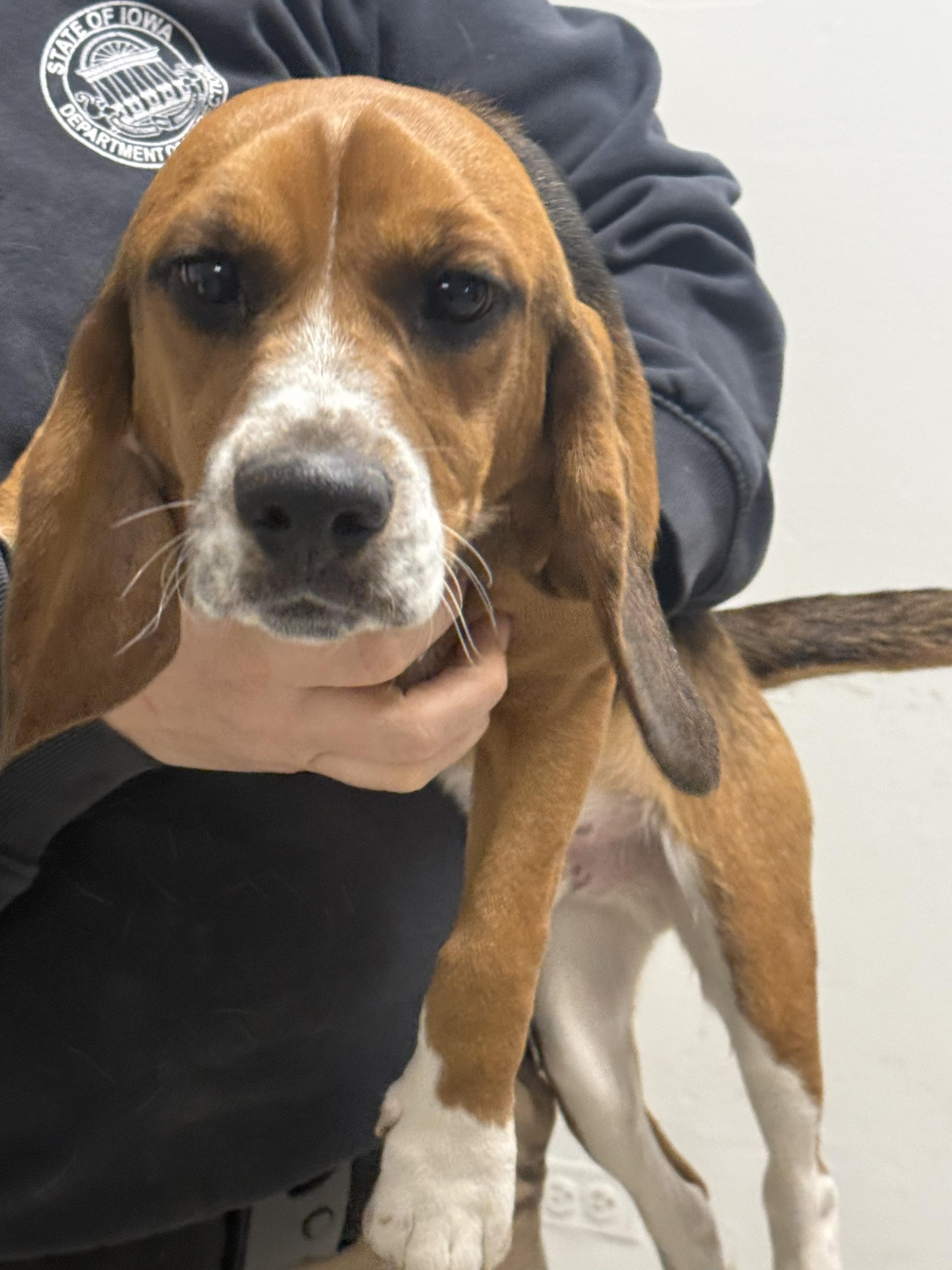 Rex, Buddy, ADOPTABLE, Young Male Beagle.