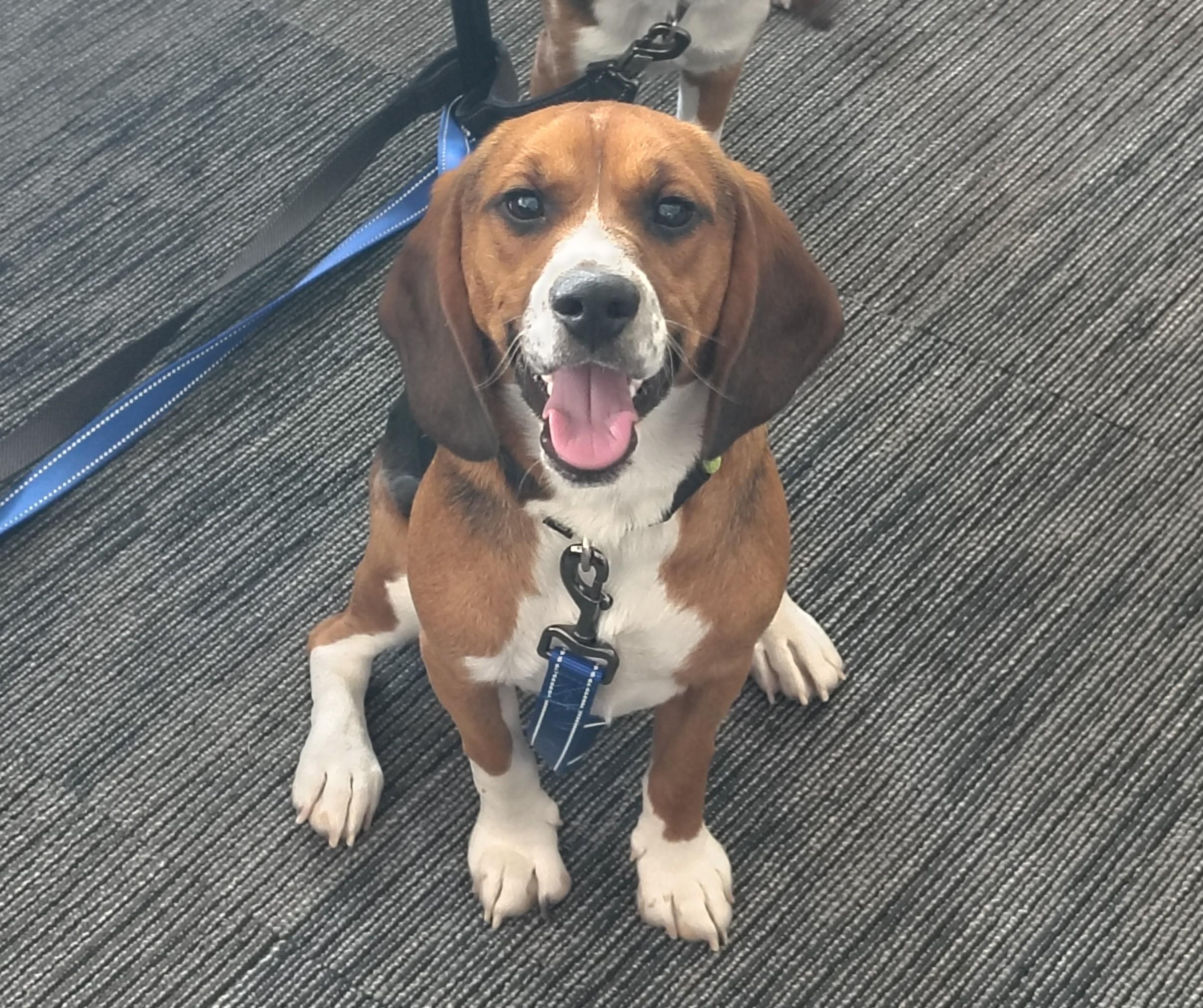 Buddy, ADOPTABLE, Young Male Beagle.