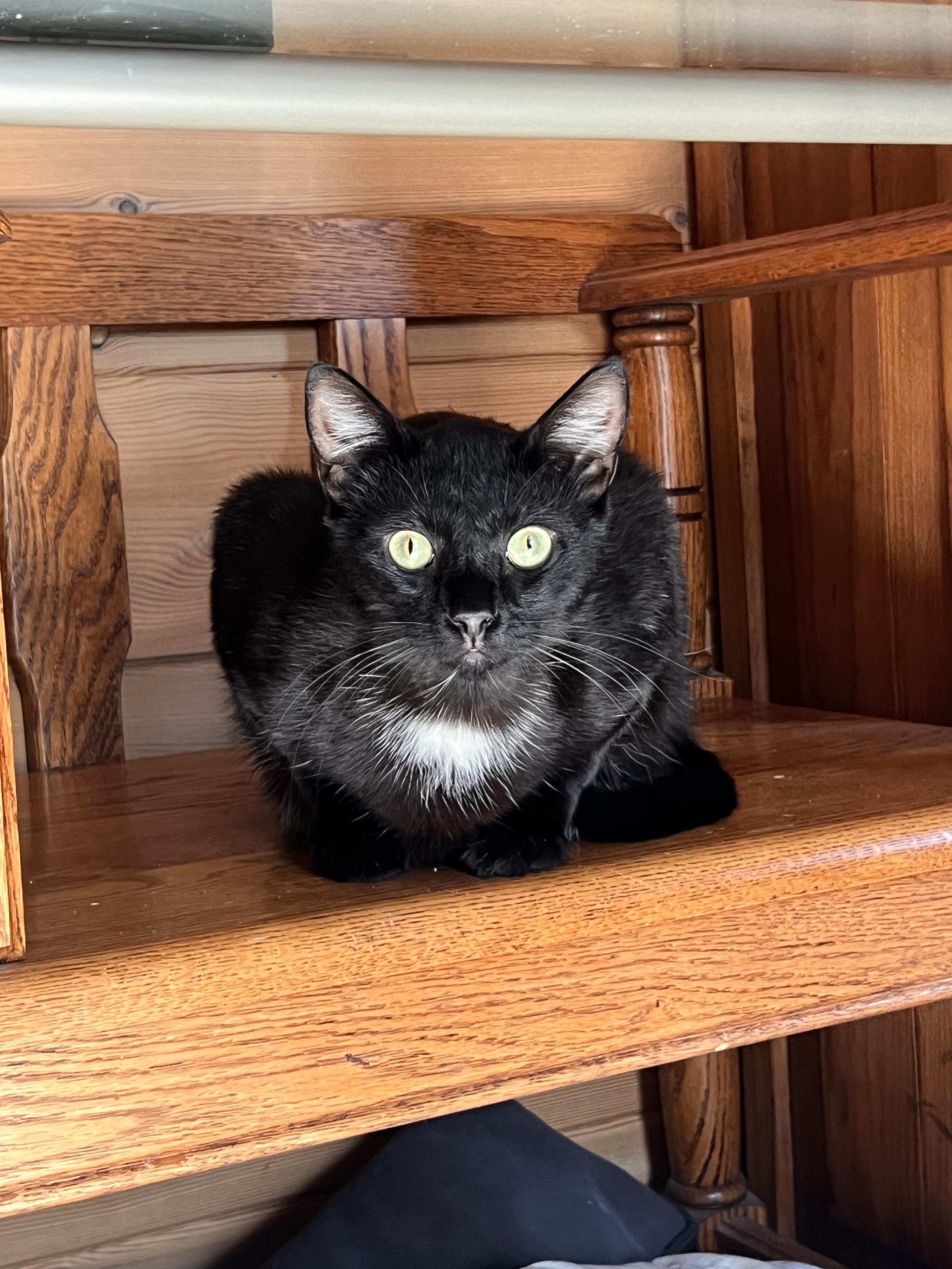 Whiskers, Adoptable, Young Male Tuxedo.