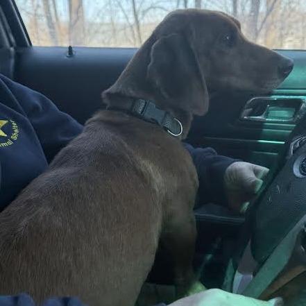 Rascal, Adoptable, Adult Male Dachshund & Basset Hound.