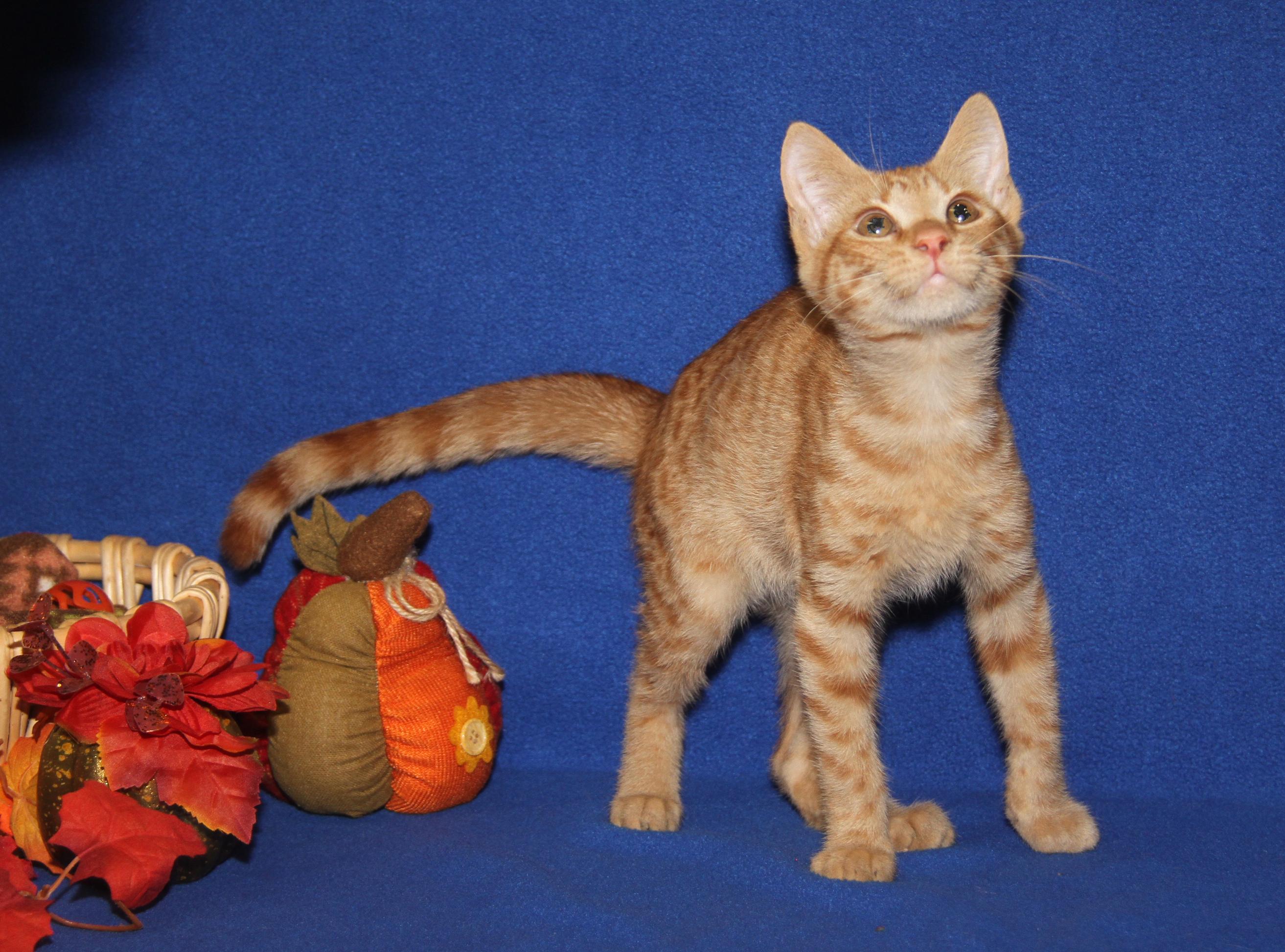 JiJi (Bamora's Kitten) (Neutered) (Photos 10/8/2025)