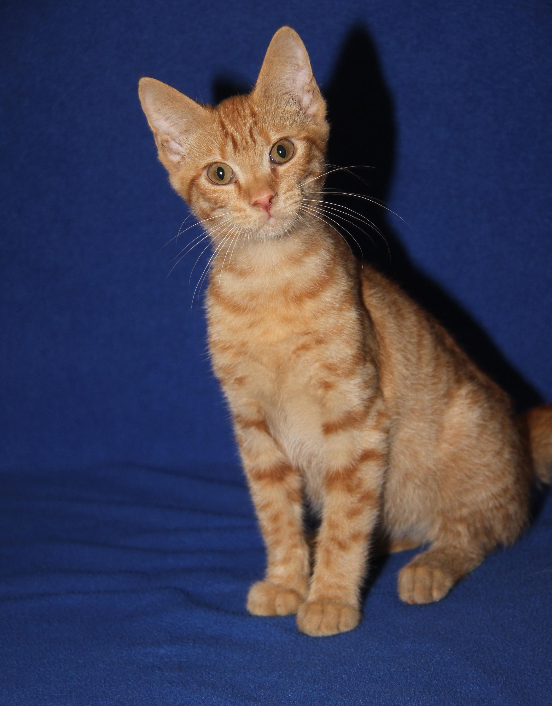 JiJi (Bamora's Kitten) (Neutered) (Photos 10/8/2025)