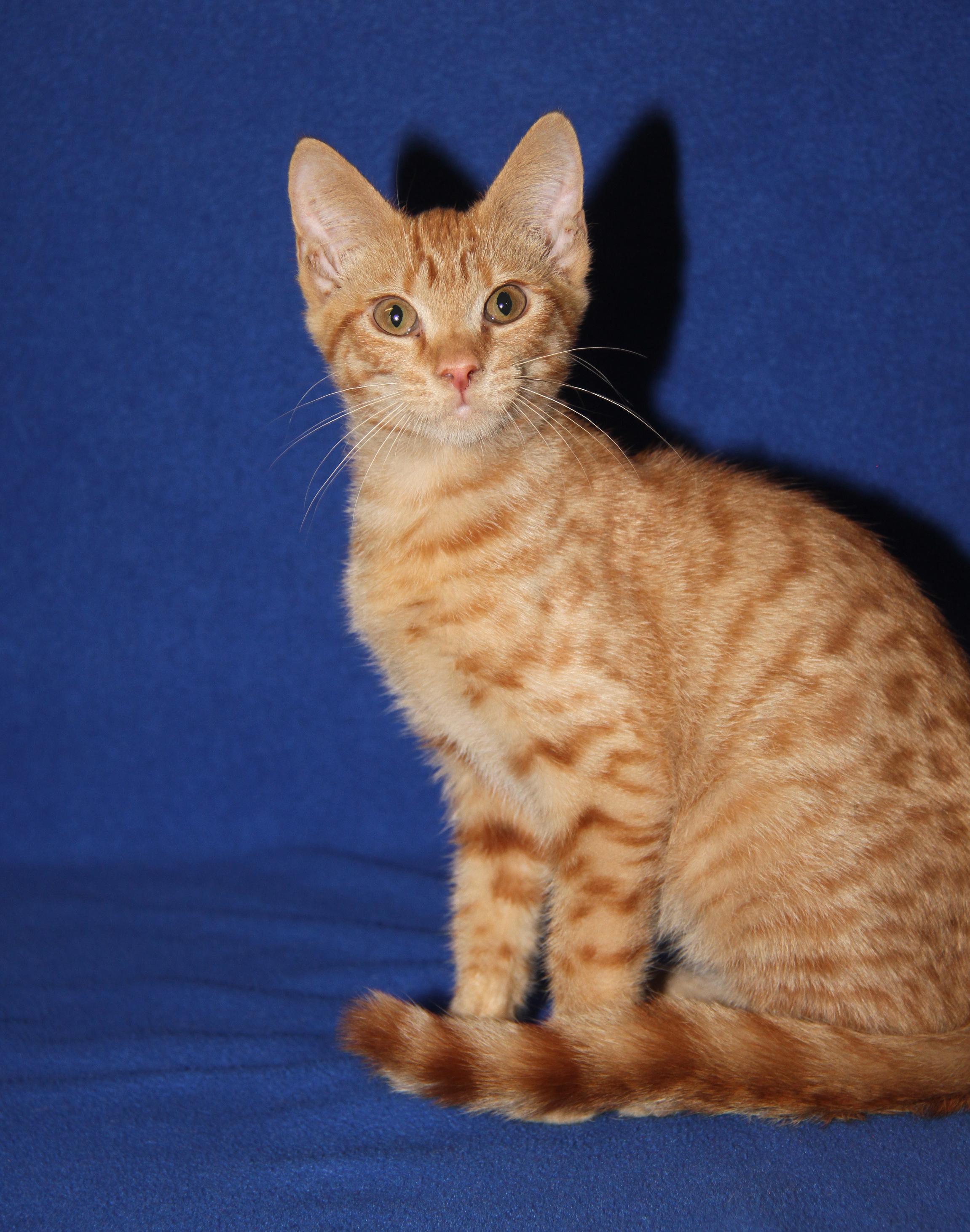 JiJi (Bamora's Kitten) (Neutered) (Photos 10/8/2025)