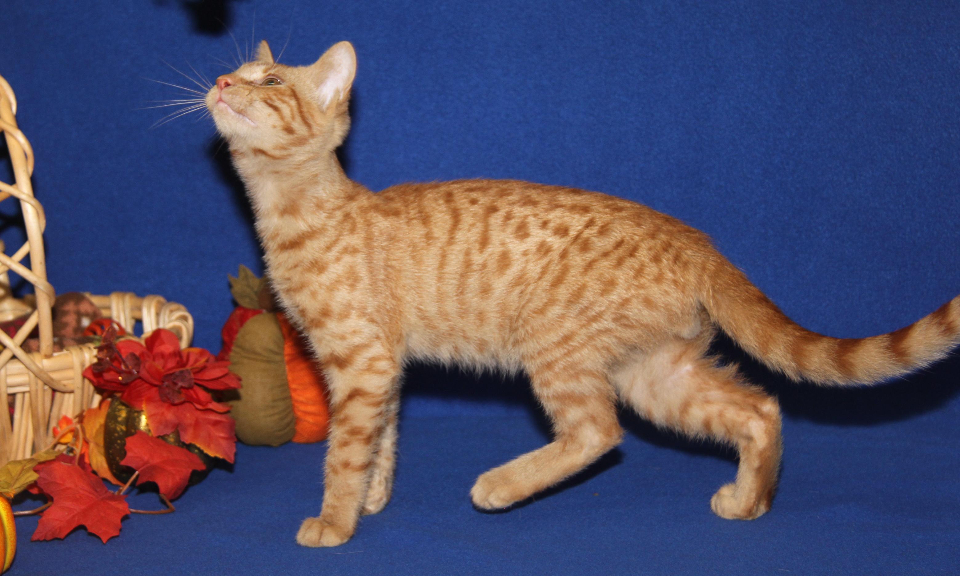 JiJi (Bamora's Kitten) (Neutered) (Photos 10/8/2025)