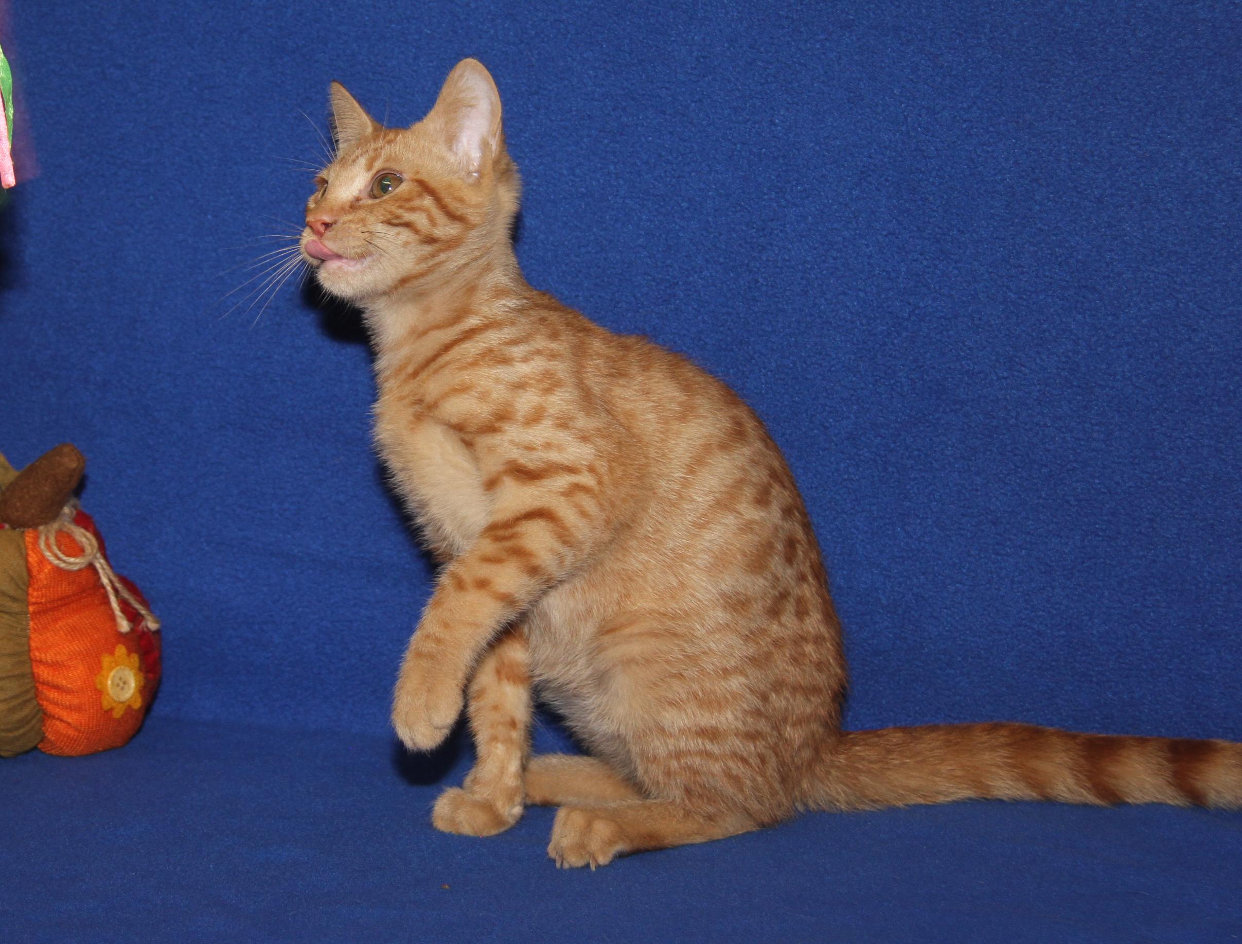 JiJi (Bamora's Kitten) (Neutered) (Photos 10/8/2025)