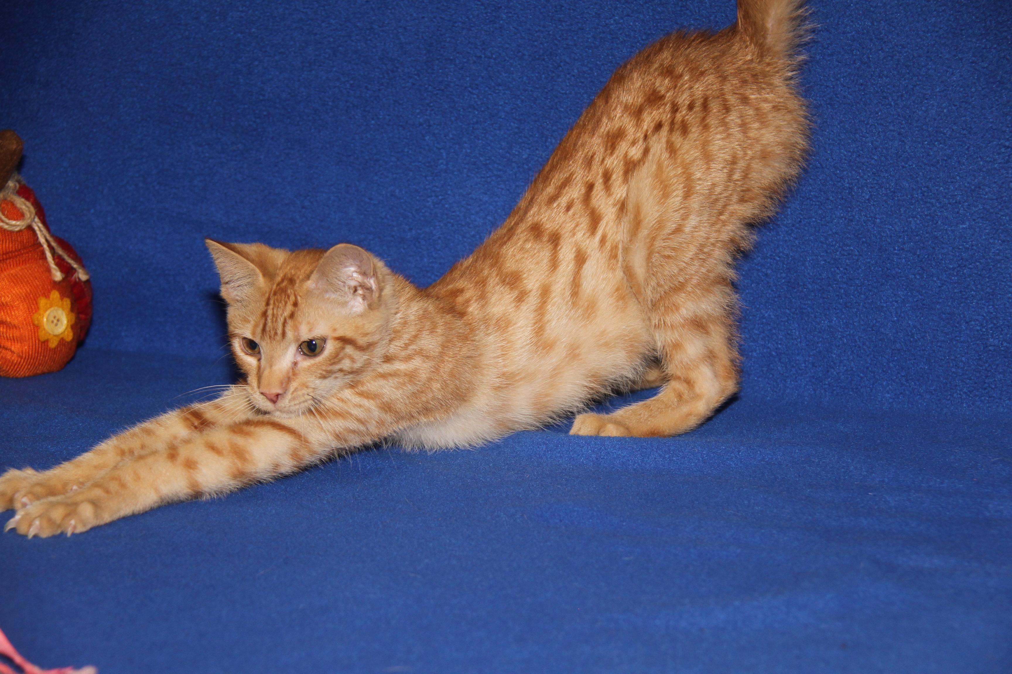 JiJi (Bamora's Kitten) (Neutered) (Photos 10/8/2025)