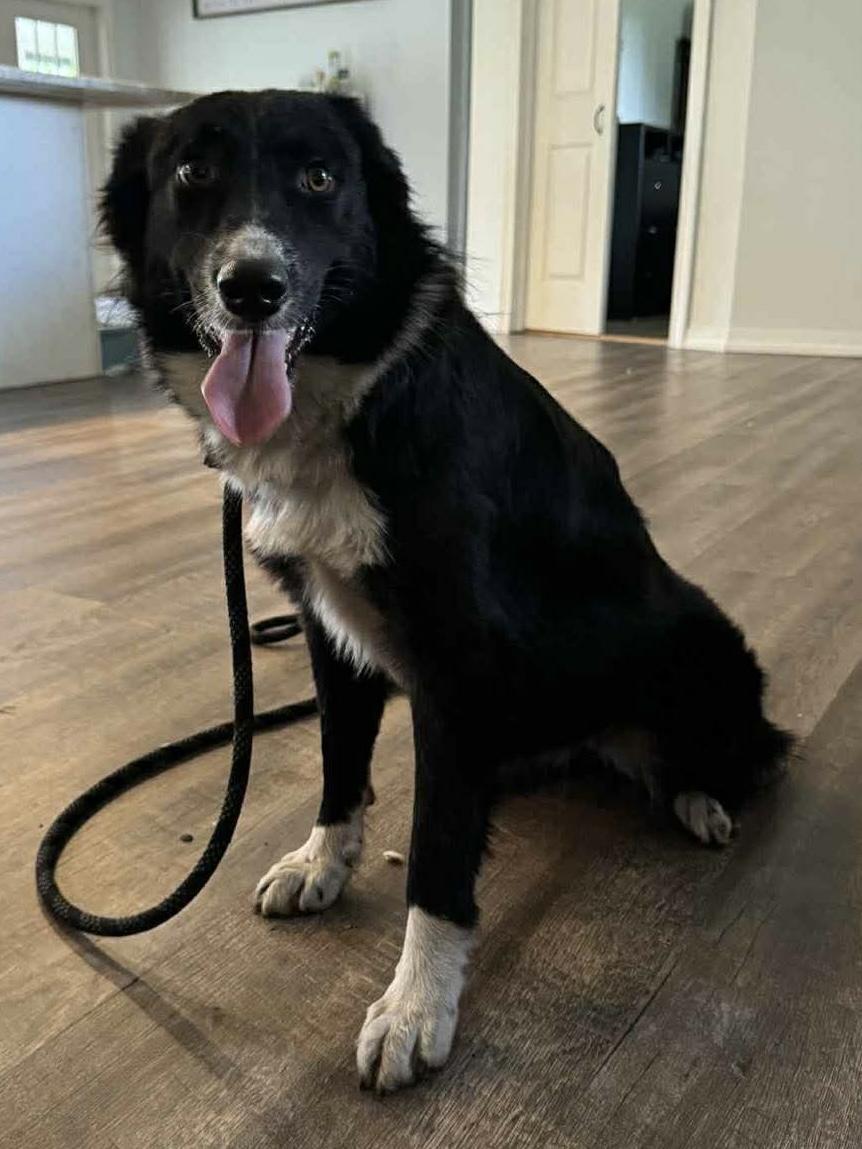 Lucy , a ADOPTABLE Australian Shepherd in Alexandria, VA image 5/5