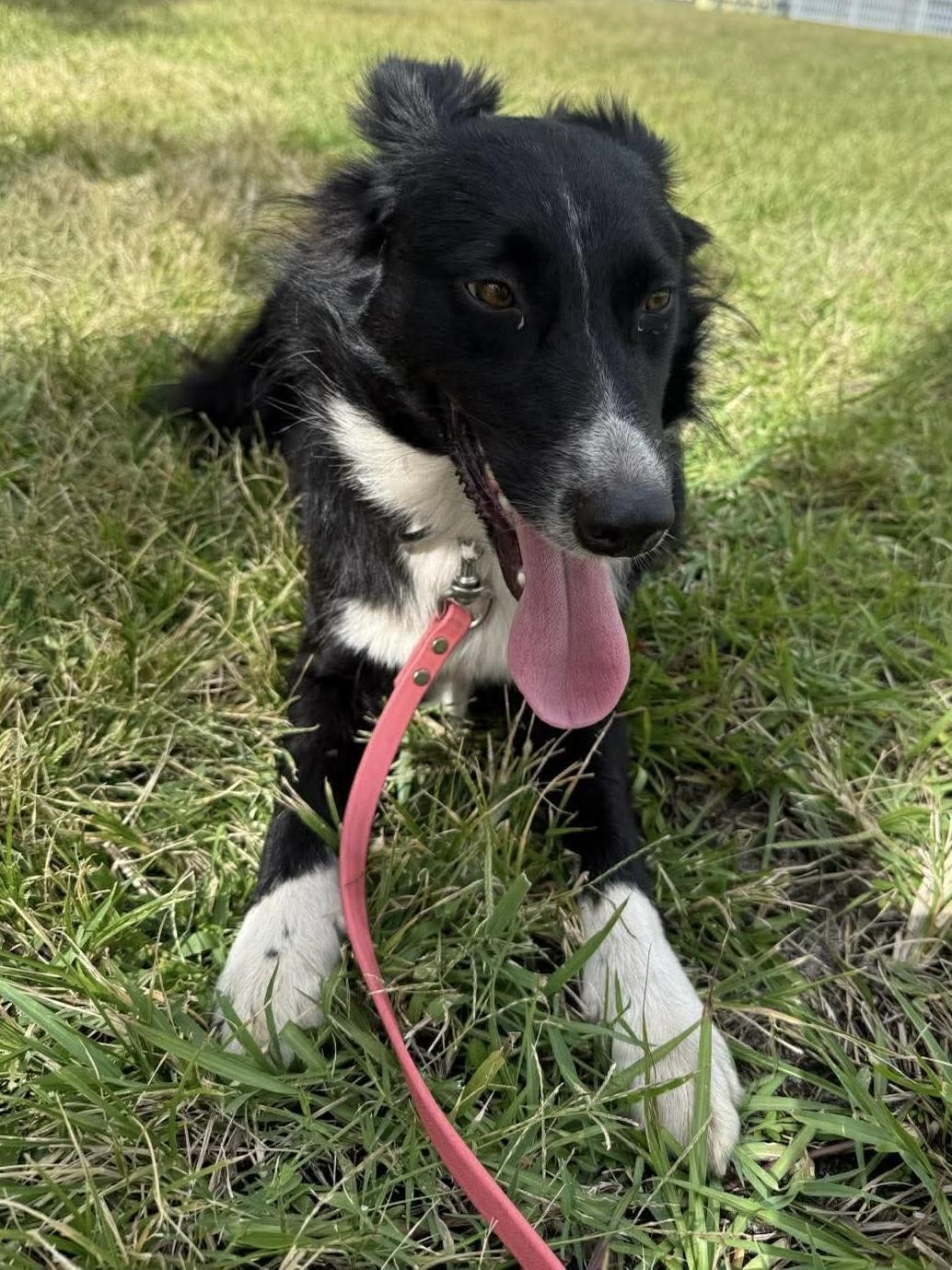 Lucy , a ADOPTABLE Australian Shepherd in Alexandria, VA image 4/5