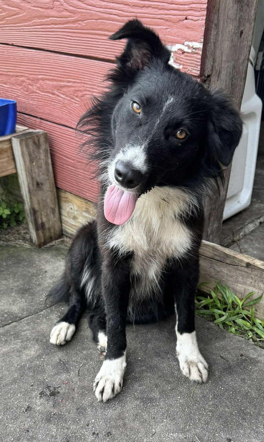 Lucy , a ADOPTABLE Australian Shepherd in Alexandria, VA image 1/5