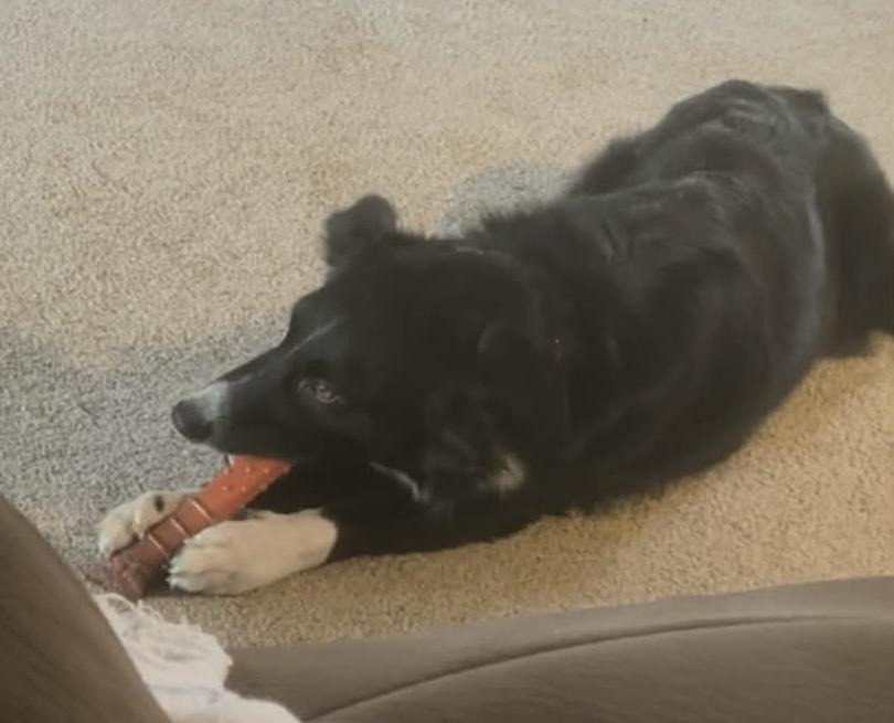 Lucy , a ADOPTABLE Australian Shepherd in Alexandria, VA image 2/5