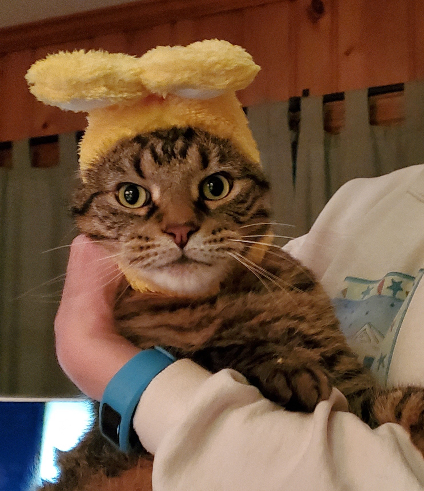 Pippin, an adoptable Domestic Short Hair in Dekalb, IL, 60115 | Photo Image 3