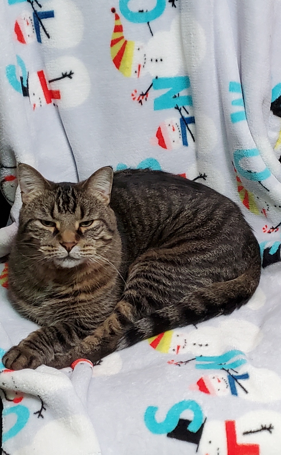 Pippin, an adoptable Domestic Short Hair in Dekalb, IL, 60115 | Photo Image 2