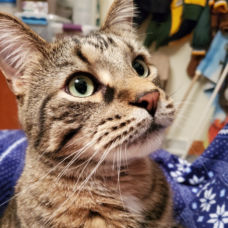 Pippin, Adult Male Domestic Short Hair