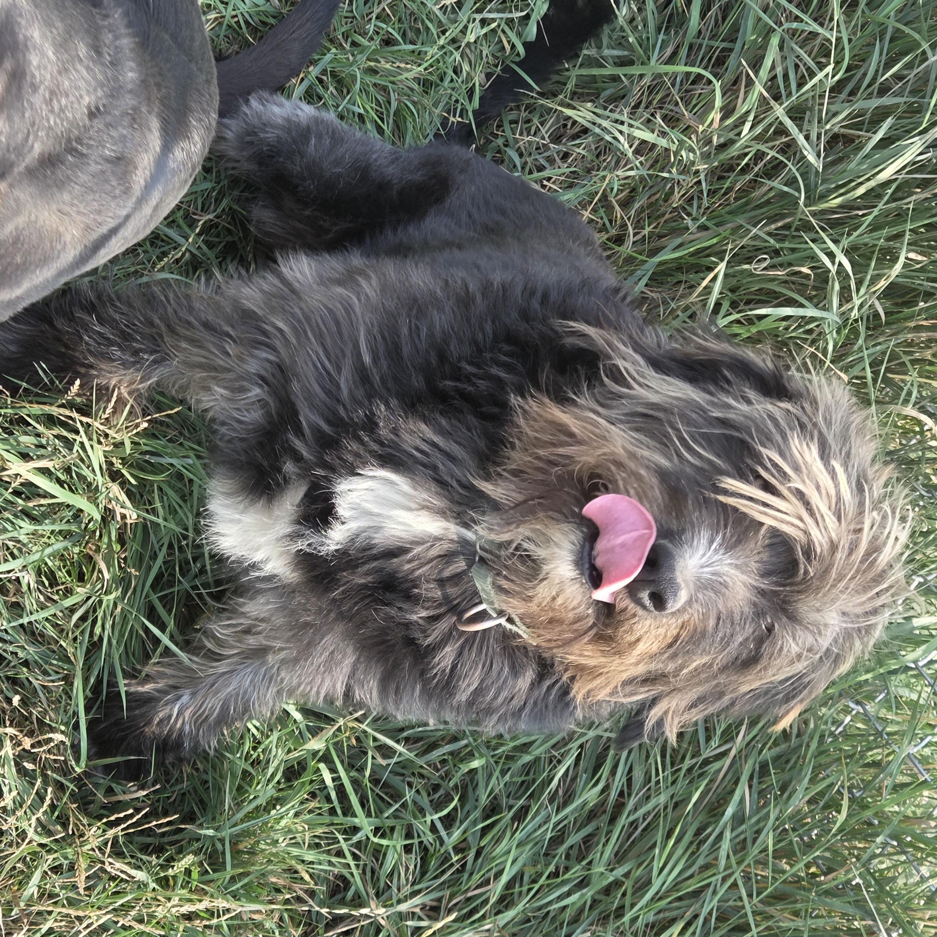 Bubba, an adoptable Sheep Dog in Baker City, OR, 97814 | Photo Image 5