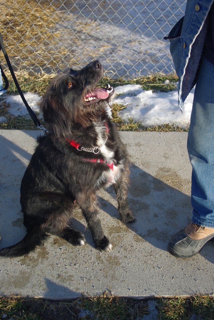 Enlarge Bubba, a Adoptable Sheep Dog in Baker City, OR image 2/6