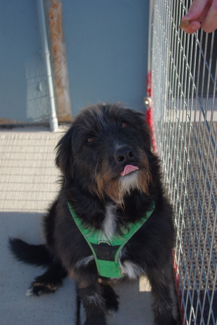Enlarge Bubba, a Adoptable Sheep Dog in Baker City, OR image 3/6