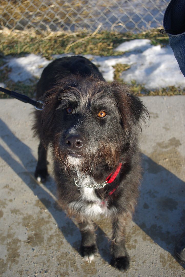 Enlarge Bubba, a Adoptable Sheep Dog in Baker City, OR image 4/6