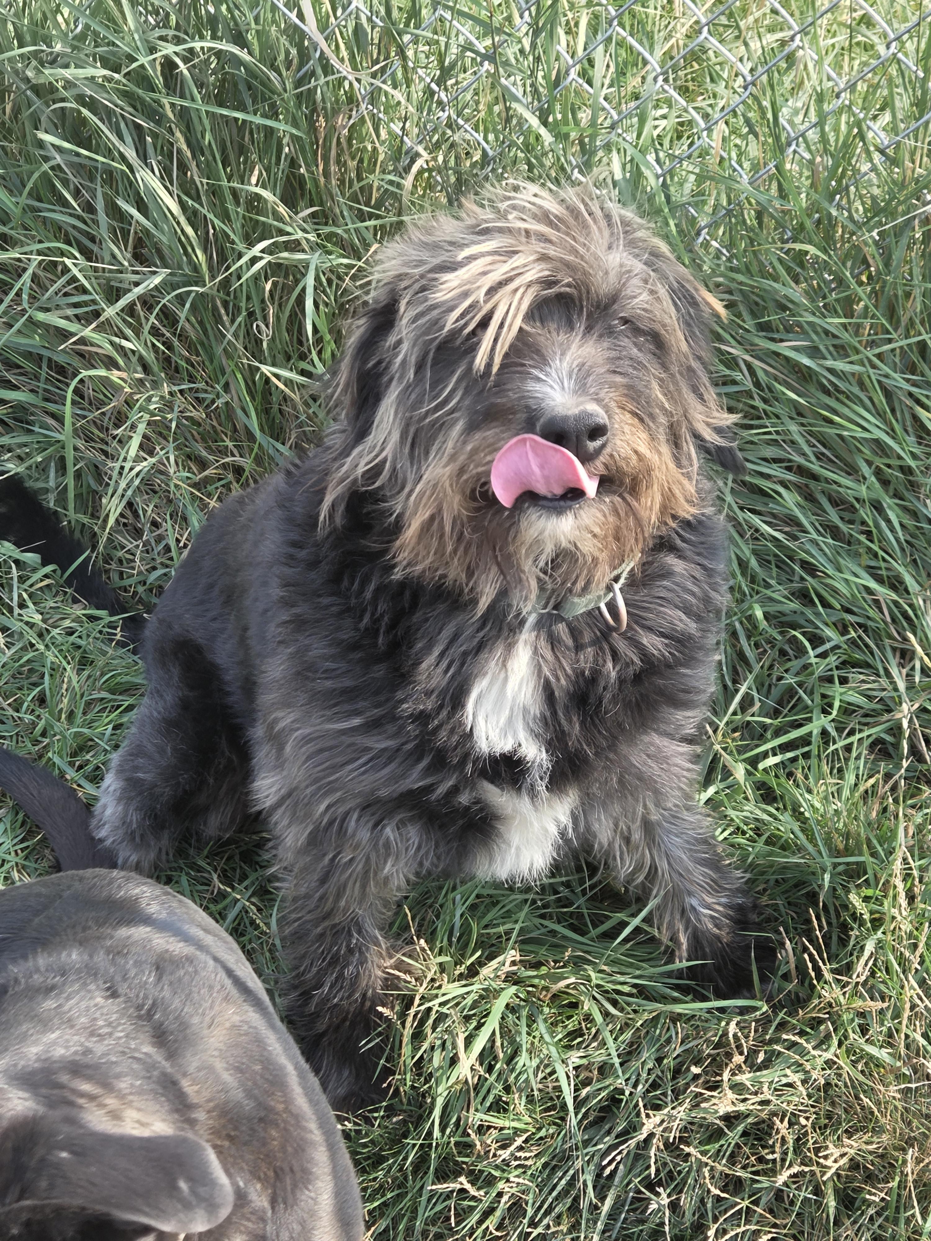 Bubba, an adoptable Sheep Dog in Baker City, OR, 97814 | Photo Image 6