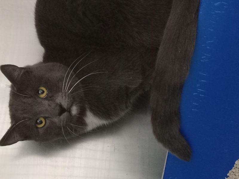 Liam, Adoptable, Adult Male Domestic Short Hair.