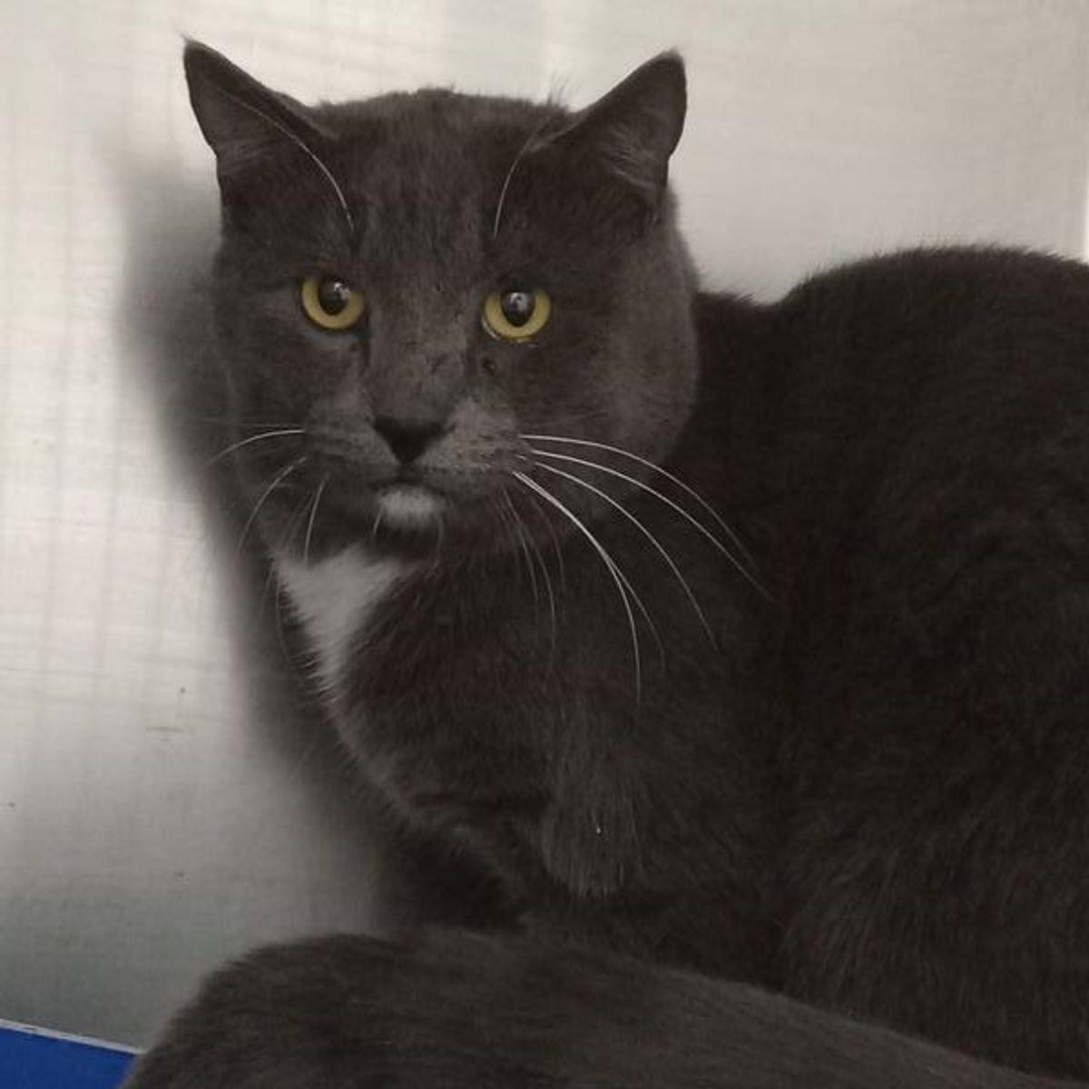 Enlarge Liam, a Adoptable Domestic Short Hair in Lake Havasu City, AZ image 2/2