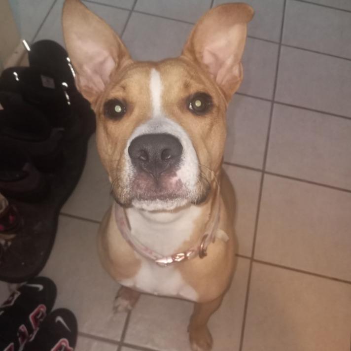 Enlarge Layla, a Adoptable mixed breed in Saratoga Springs, NY image 1/3