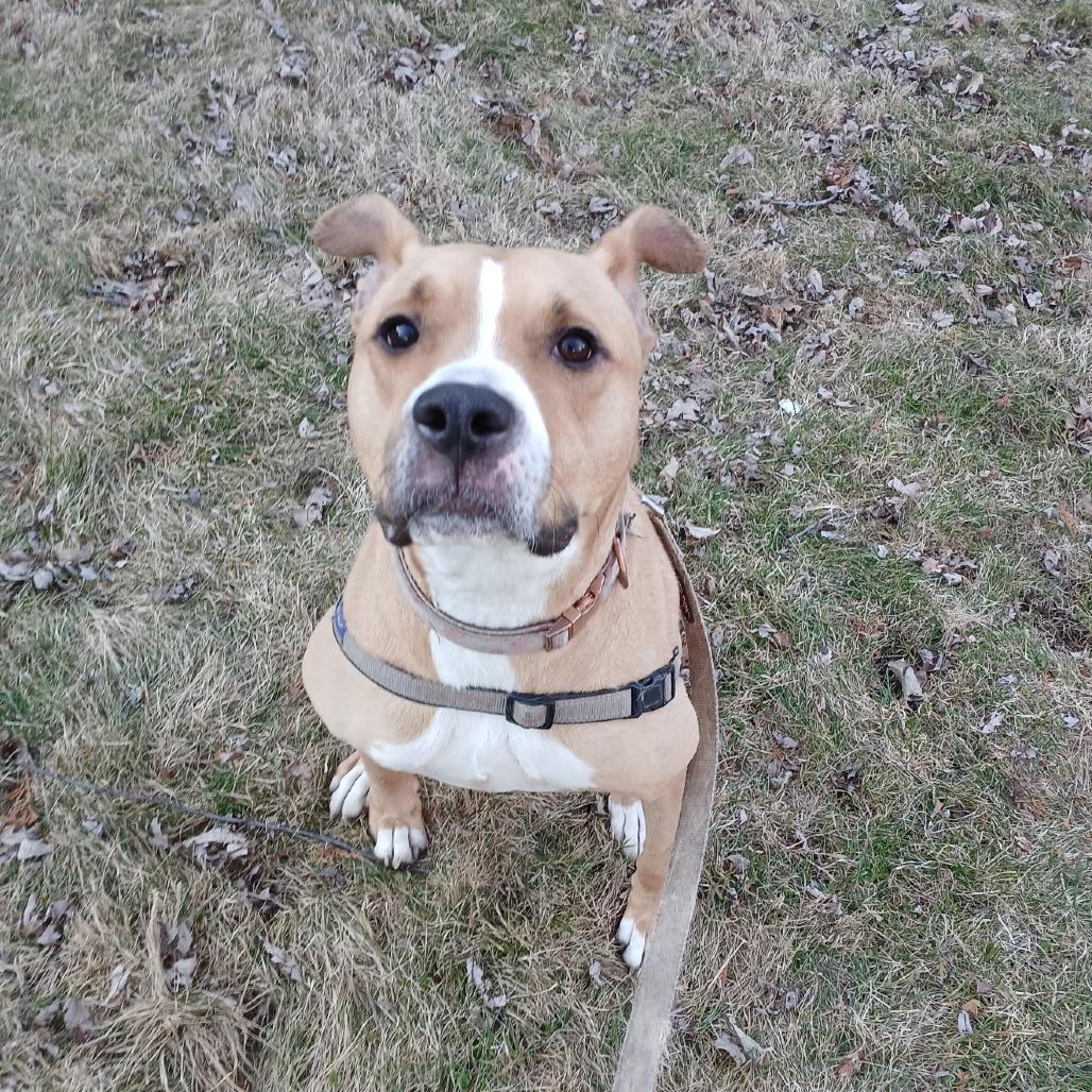 Enlarge Layla, a Adoptable mixed breed in Saratoga Springs, NY image 2/3